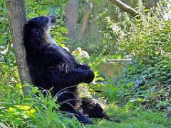 149 BIO PARC DE DOUE LA FONTAINE 5- 2016_000013